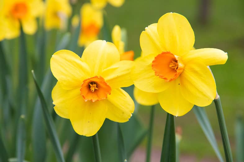 beautiful yellow daffodils