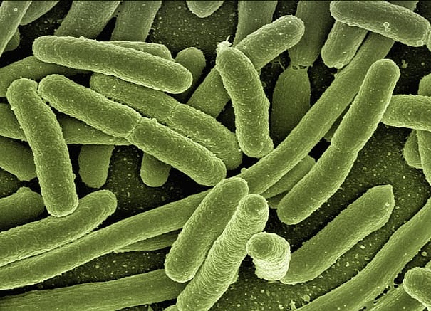 green elongated bacteria